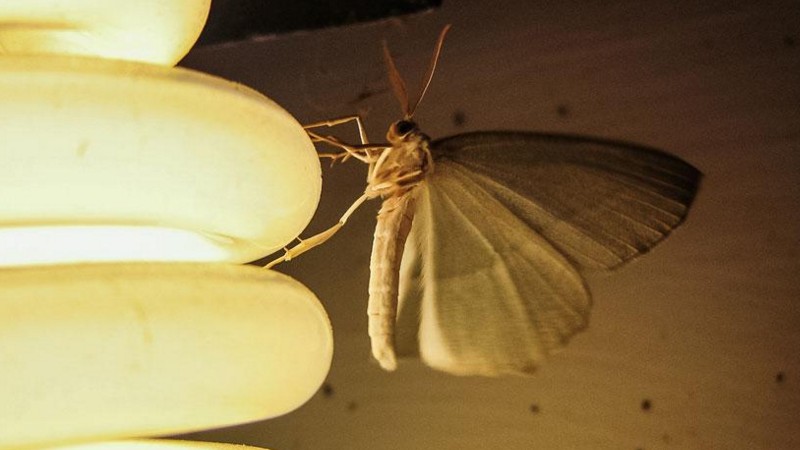 Usa bombillas led amarillas o naranjas para atraer menos mosquitos
