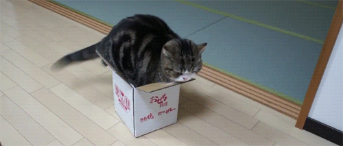 BoxKitty: una casa totalmente personalizable para tu gato