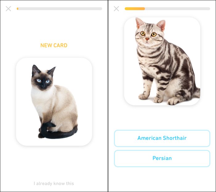 Duolingo TinyCards, una app para aprender lo que quieras