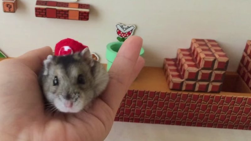 Adorable vídeo de un hámster pasándose el nivel 1-1 del Mario Bros