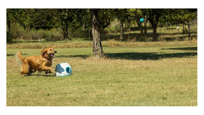 Ifetch Too: lanzador automático de pelotas para perros 