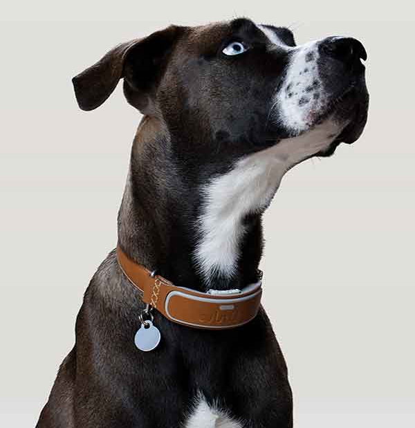 Link AKC, el collar inteligente para tu perro