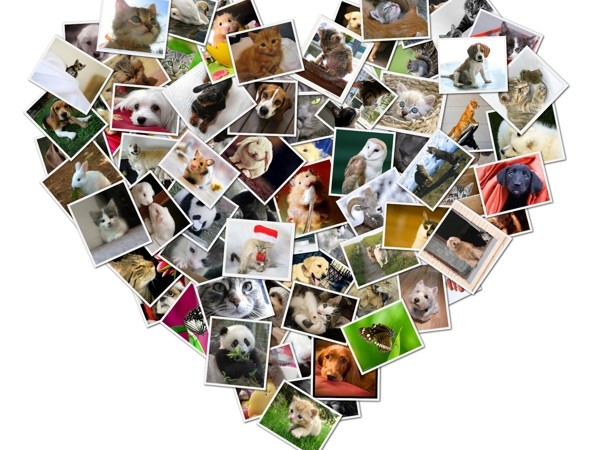 Crea preciosos collages de fotos gratis