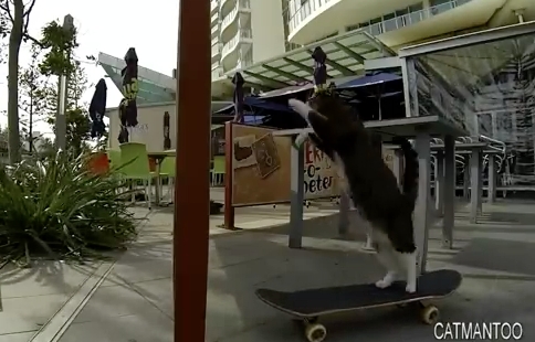 [TGIF] Didga, el gato australiano patinador