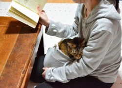 Sudadera con bolsillo incorporado para tu gato