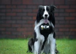 Éste es Grizzler, el perro fotógrafo