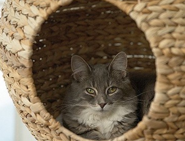 Esfera de relax para tu gato