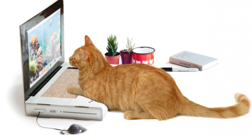Un portátil de cartón para que lo use tu gato geek