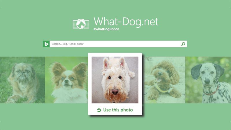 ¿A qué perro te pareces? Averígualo con esta app de Microsoft