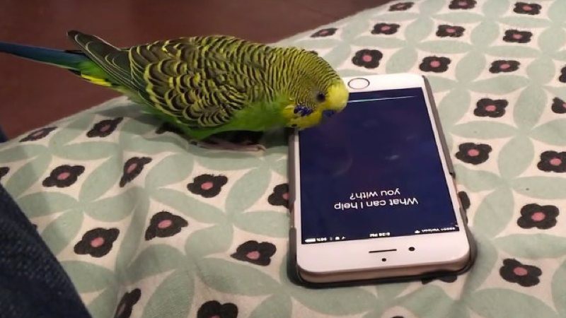 Un periquito que también usa Siri