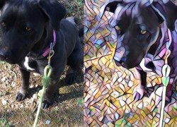 Artisto: los filtros artísticos de Prisma, aplicados a vídeo