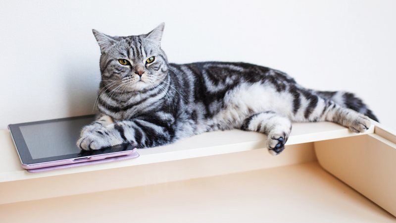 5 apps de tablet para tu gato