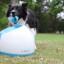 Ifetch Too: lanzador automático de pelotas para perros