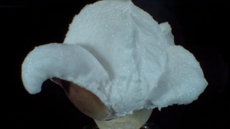 Palomitas de maíz explotando a cámara lenta… ¡Hipnótico!
