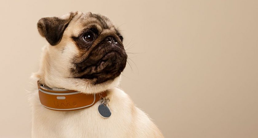 Link AKC, el collar inteligente para tu perro